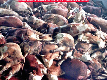 Mucca Pazza: come fu sconfitta in Gran Bretagna