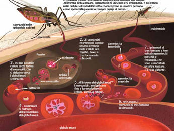 Malaria Sardinia project