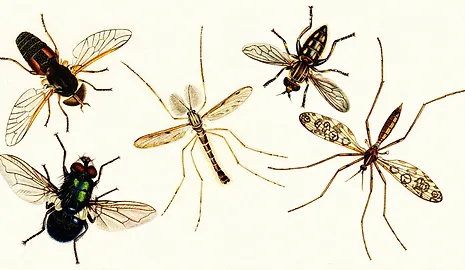 ORDEM DIPTERA EPUB ORDEM DIPTERA EPUB