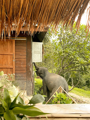 Chai Lai Orchid Baby olifant