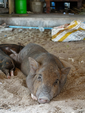 PigIsland_KohSamui.jpg