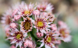 Sempervivum tectorum