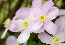 Fiore1