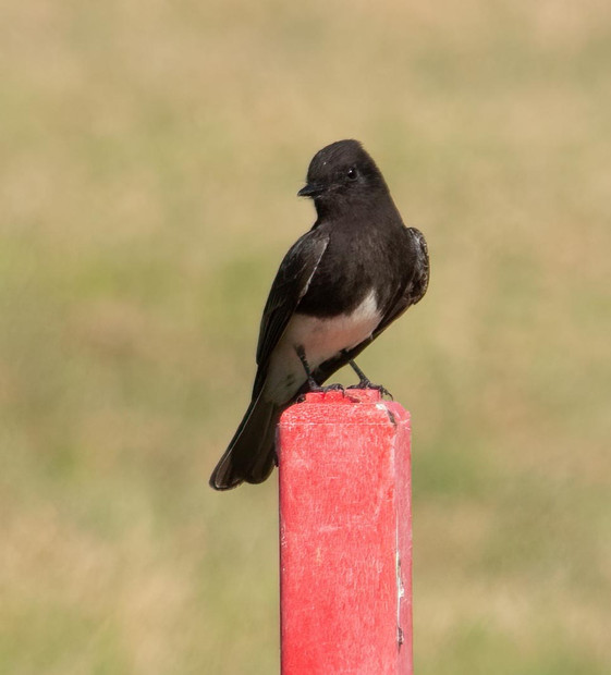 Black Phoebe at the Furnace Creek Golf Course in Death Valley National Park, California