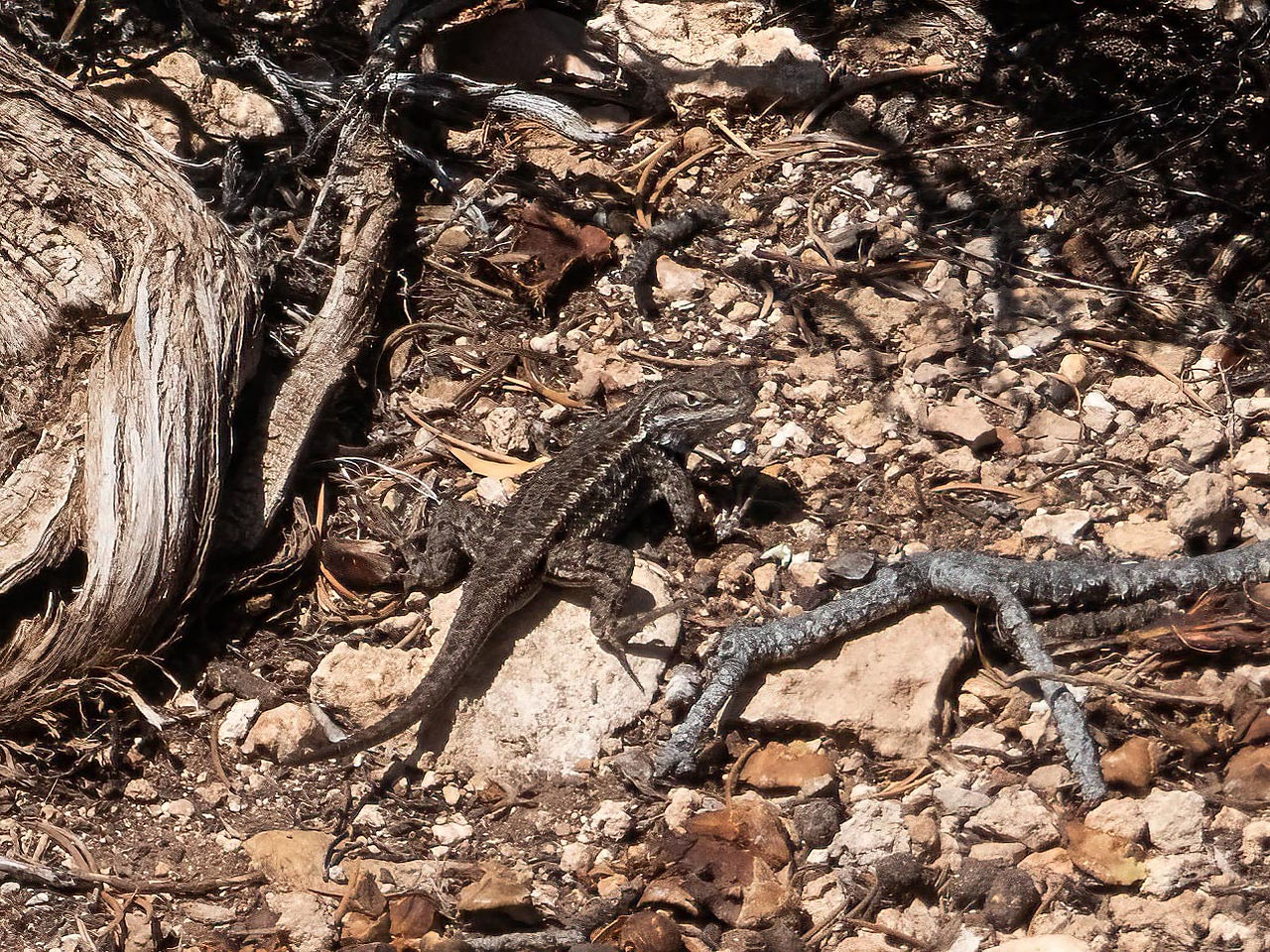 Fence Lizard