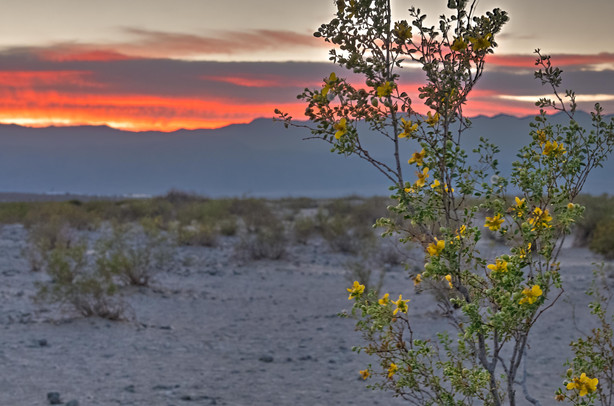 Mesquite Dunes in Death Valley National Park, California
