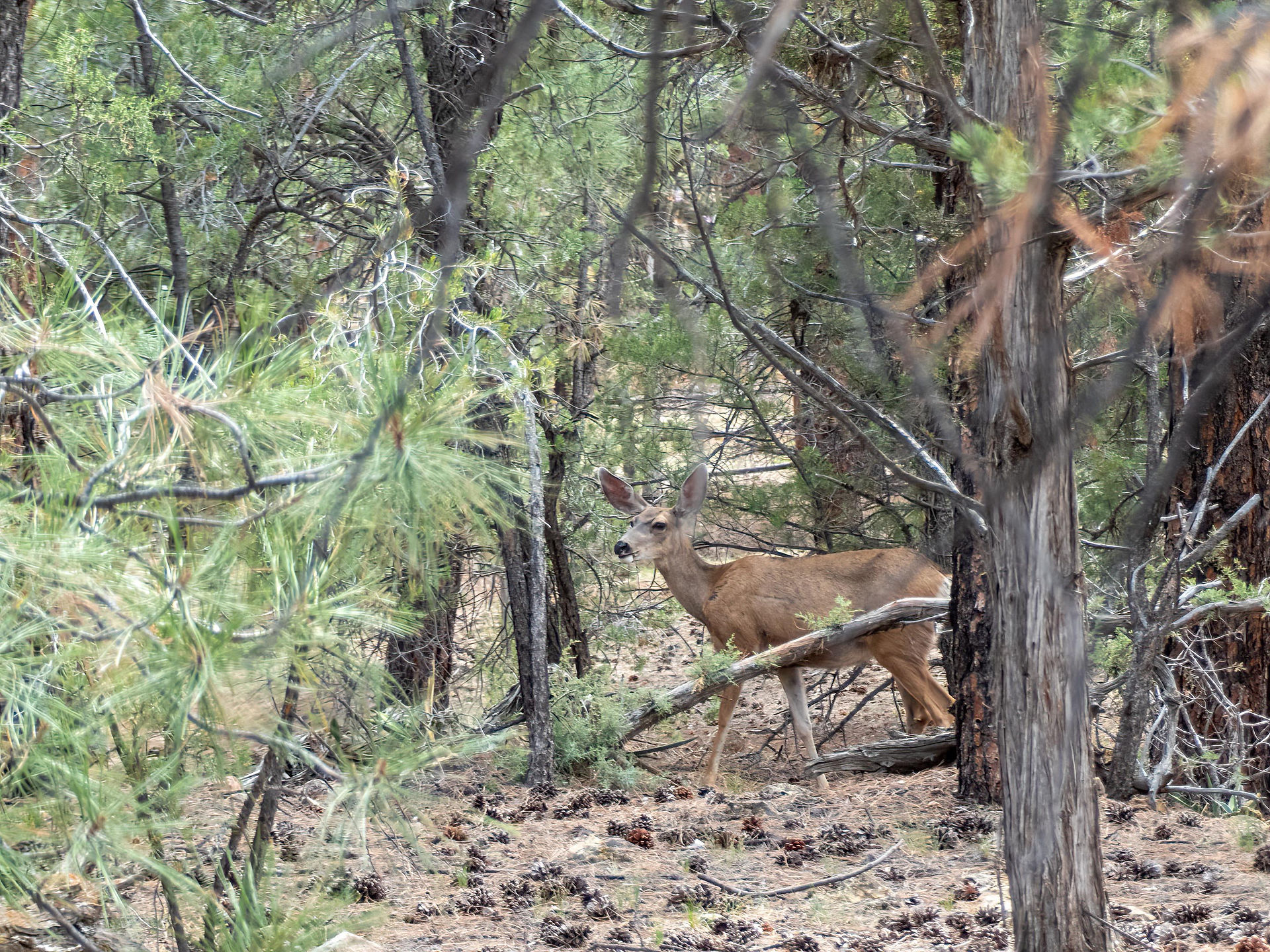 Mule Deer