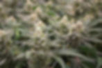 Amber Farm Cannabis