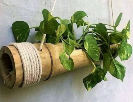 Smart Ways to Use Bamboo in Your Yard This Year
