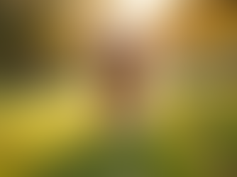 Spotlight on Local Dogs: Meet Your Park Pals