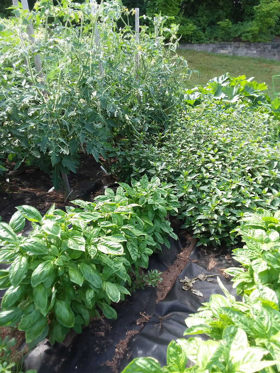 Our Garden