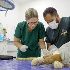 veterinários cuidando de tamanduá-mirim com queimaduras graves 