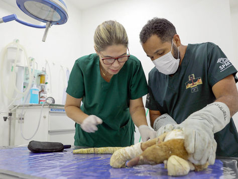 veterinários cuidando de tamanduá-mirim com queimaduras graves