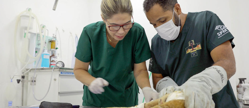 veterinários cuidando de tamanduá-mirim com queimaduras graves 