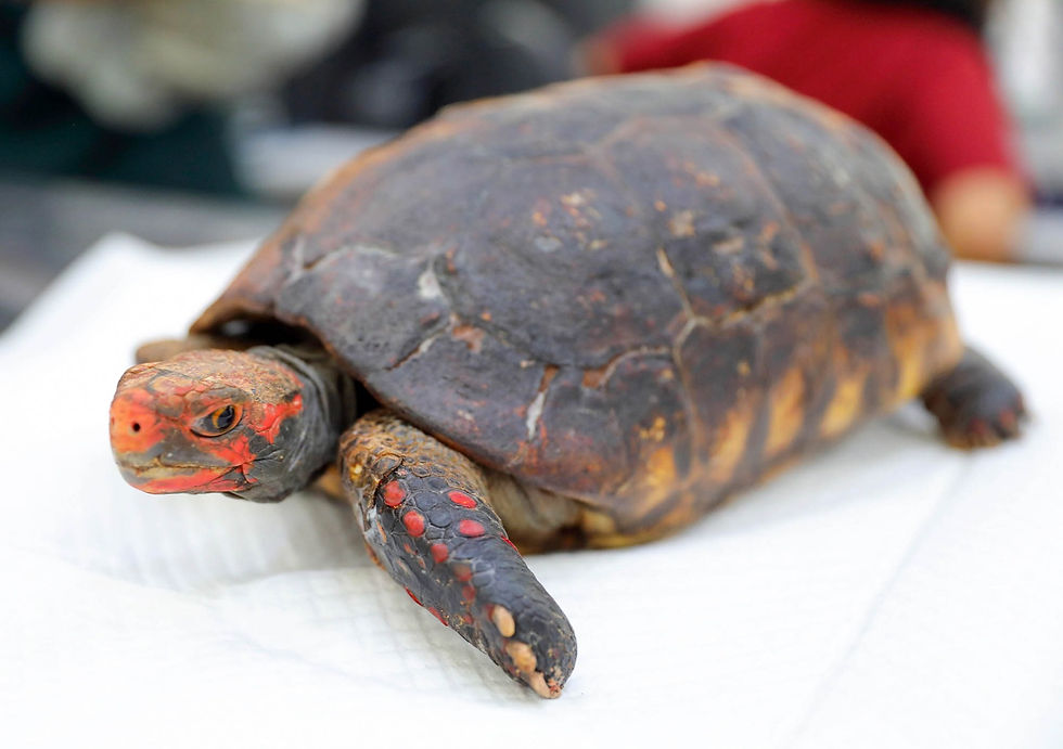 O jabuti foi internado com queimaduras no casco e nas patas, mas após limpezas e tratamento com pomadas, está se recuperando bem. | Fotos: Lúcio Bernardo Jr./Agência Brasília