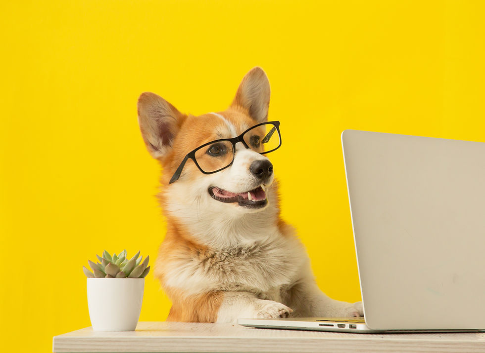 corgi de óculos teclando no computador com fundo amarelo