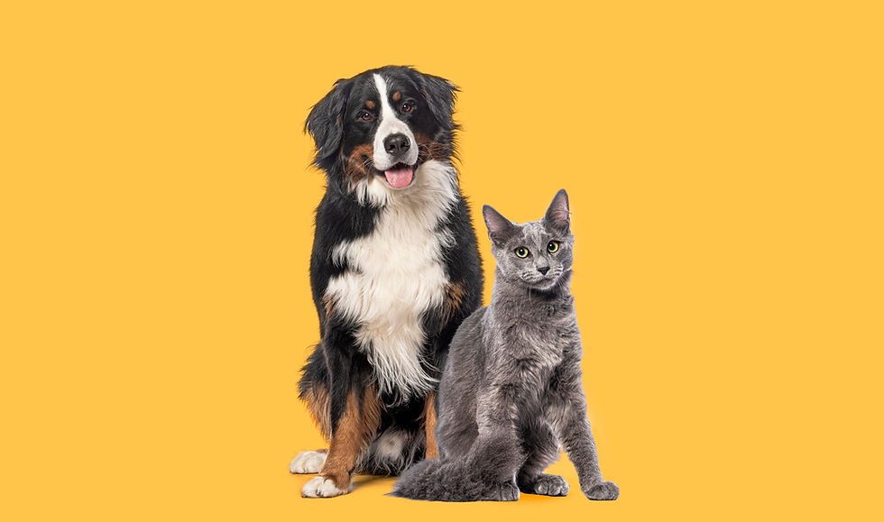 cão e gato olham para o telespectador com fundo amarelo vivo