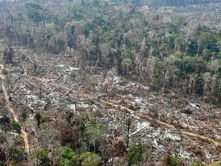 Desmatamento em Belém pressiona imagem do Brasil antes da COP30