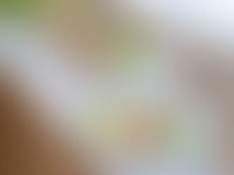 2026年4月復刻【アプリコットジャスミンソーダ】