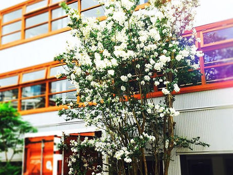 サルスベリの花