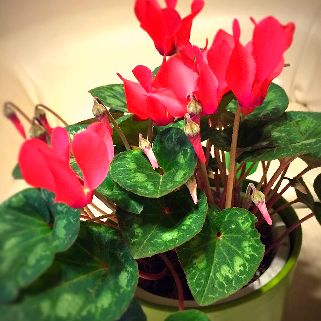 Instagram - Untitled_edited