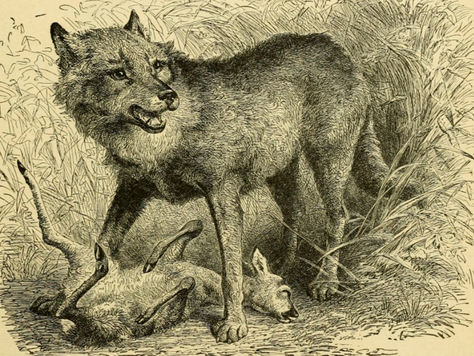 Survival Of The Fittest