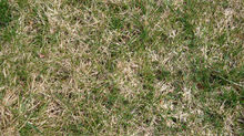 4 Things You Need to Know About Thatching