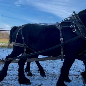 Kaylee Bowden of Cross Creek Acres