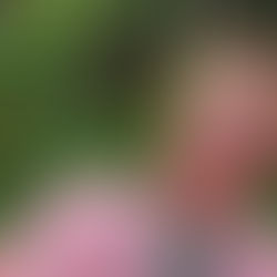 Pine Giroux of Huunikporoporo