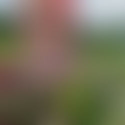 Sarah Rose Kareem of Samad Gardens Initiative