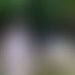 Billy Fortini of The Sawtooth Ranch