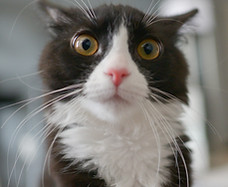 Chat mignon