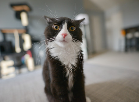 Cute Cat