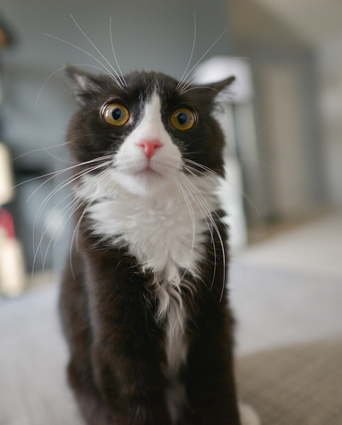 Chat mignon