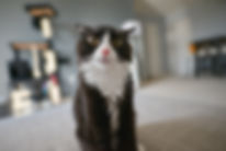 Cute Cat