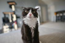 Lindo gato