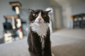 Chat mignon