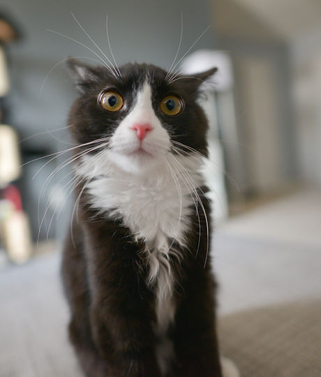 Cute Cat