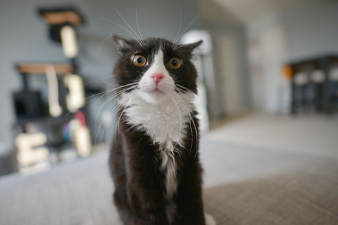 Curious Black Cat