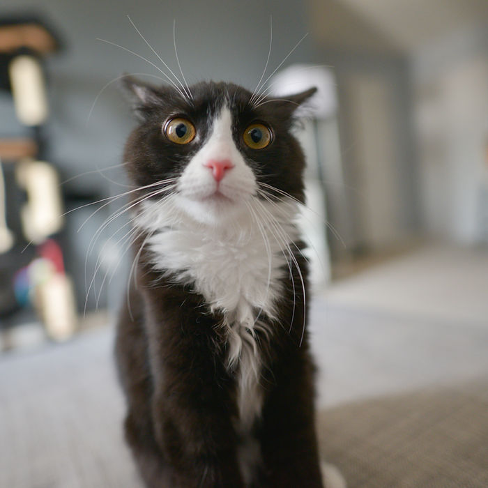 Gato fofo