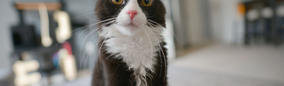 Cute Cat