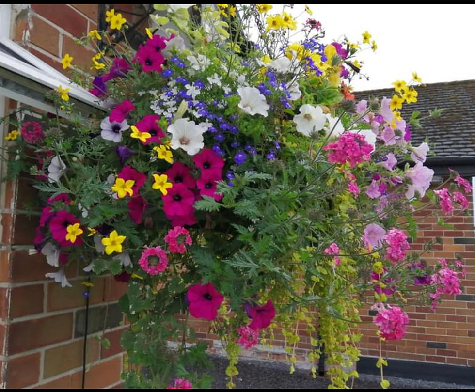 Aftercare for Hanging Baskets and Planted Containers
