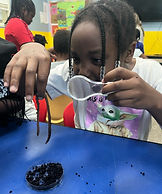 Our wiggly worm friends are some of the best composters on the planet…helping create soil and fertilizer to help your garden or hydroponics grow! During this experiential program, your Oligochaetologists will learn, create and play as they become worm wranglers and sustainability stewards!
Explore the wiggly world of worms as they lead humans to create healthy alternatives to fertilizers, pesticides and more!
• Build your own worm farm to start composting food scraps
• Learn about the food web and importance of decomposers to sustainability
• Learn wiggly worm anatomy, safe handling, and lifecycle Learn
• Learn about the importance of growing and composting our own food
• Learn how humans have a symbiosis with our wormy friends!
