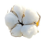Lex_Cotton_Flower_main_edited.jpg