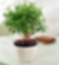 Ficus o Laurel de la India