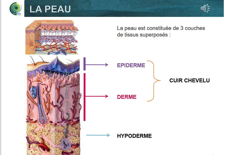 Formation à distance cuir chevelu la peau