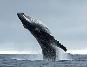 Ballena Jorobada