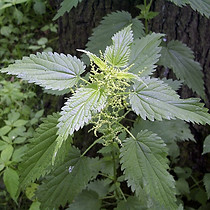 Urtica Dioica.jpg