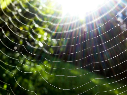 sun shining through a spider web