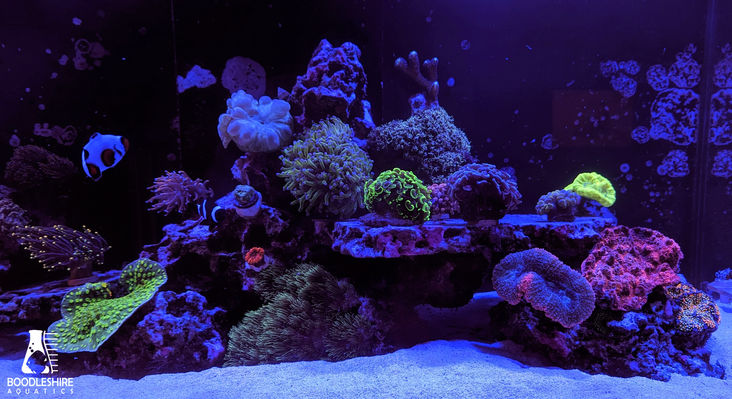 Saltwater corals and fish in reef tank.